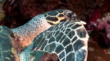 头巨大的爬行动物海龟甲在红海中被吸收。